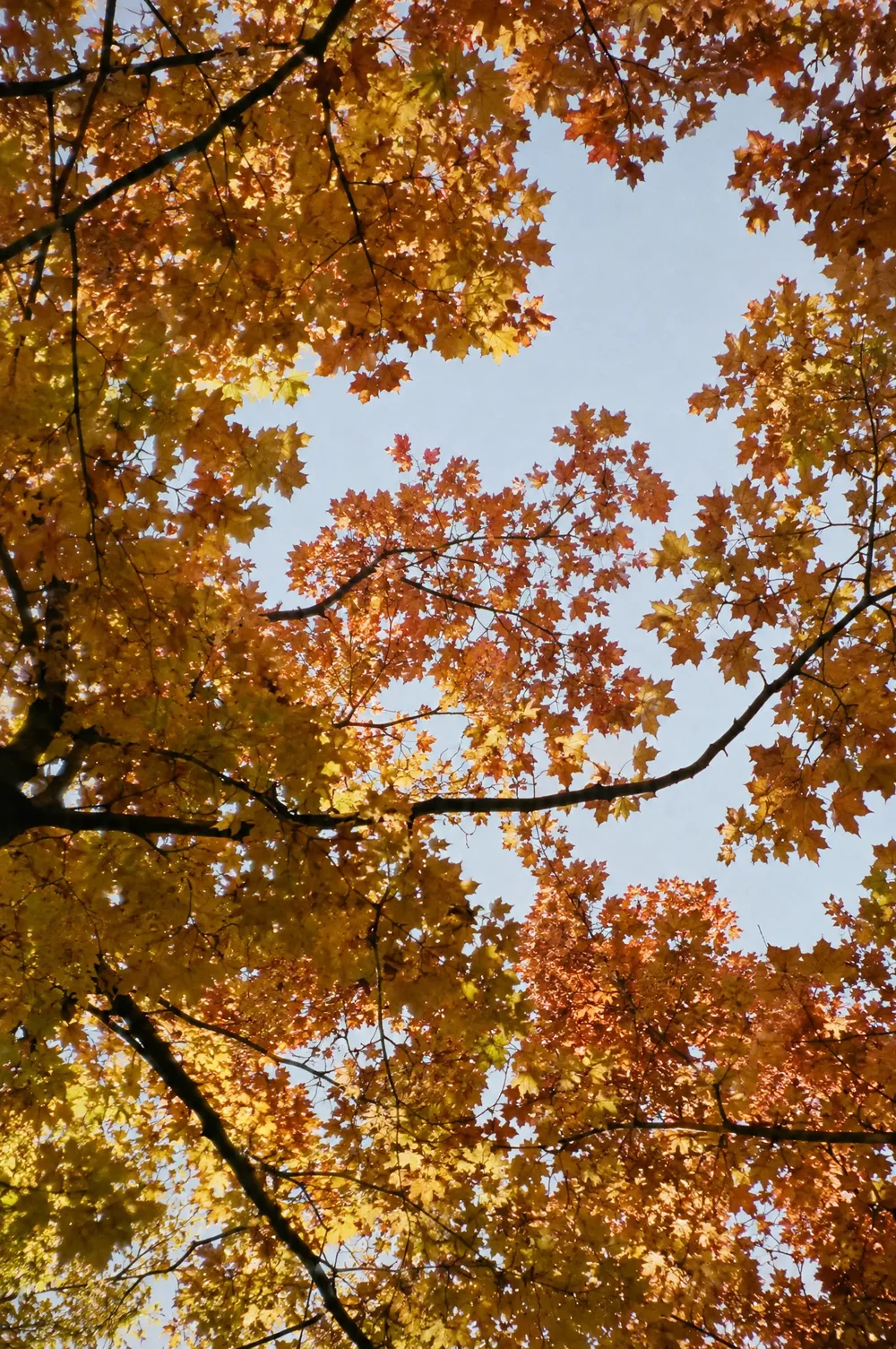Maple canopy near the trailhead.