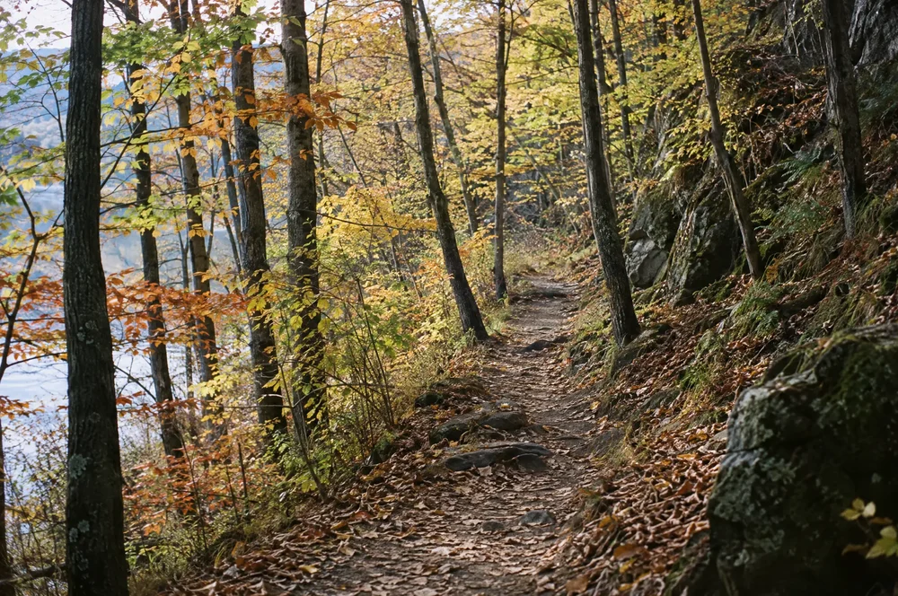 The trail in, just after sunrise.